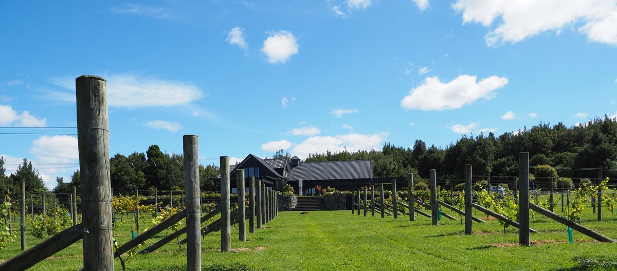 New Zealand vineyard with rows of grapevines leading to a winery building under blue sky