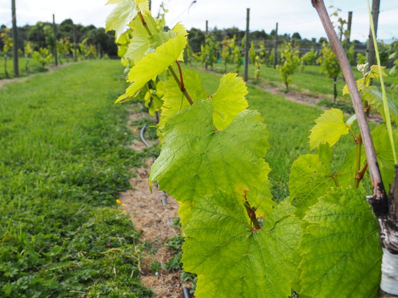 Close-up of vine leaf in the vineyard, rich green with detailed veins