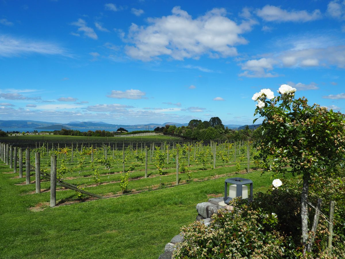 Vineyard rows looking out across a lake to distant hills under a blue sky